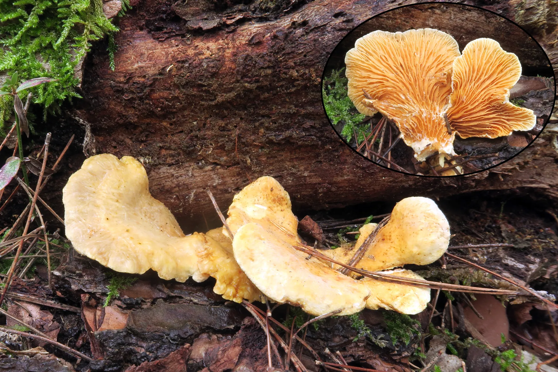 Phyllotopsis nidulans - 1